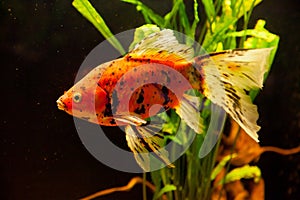 Ttropical freshwater aquarium with goldfishes