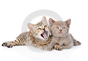 Ttwo funny kittens lying together. on white background