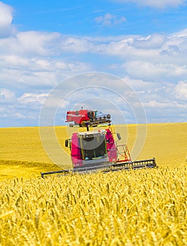 Ttwo Harvester harvesting yellow wheat