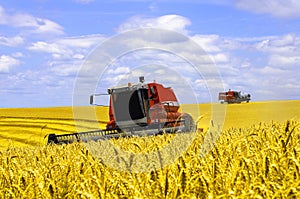 Ttwo Harvester harvesting yellow wheat