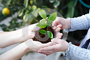 Tu Bishvat Day. Adult and child are holding green growing seedling growing from
