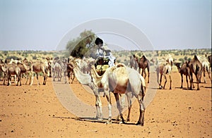 Tuareg camel driver, Mauritania