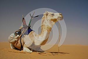 Tuareg camel in the Sahara desert