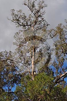 Tuart trees, foliage and branches, Australia