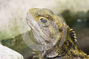 Tuatara 02