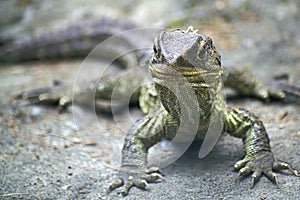 Tuatara