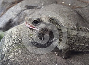 Tuatara
