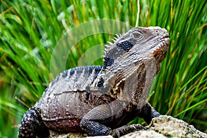 Tuatara basking on a rock. Auckland Zoo. Auckland New Zealand