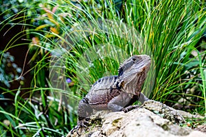 Tuatara basking on a rock. Auckland Zoo. Auckland New Zealand