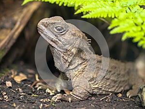 Tuatara native new zealand reptile emerging from burrow