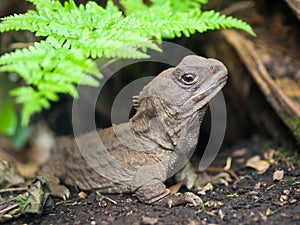 Tuatara new zealand native reptile