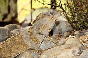 Tuatara,Sphenodon punctatus,rare living fossil, New Zealand