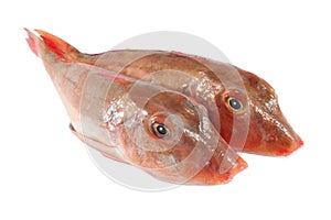 Tub gurnard, fresh fish