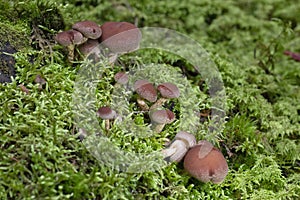 Tubaria confragosa is a species of mushroom in the Tubariaceae family.