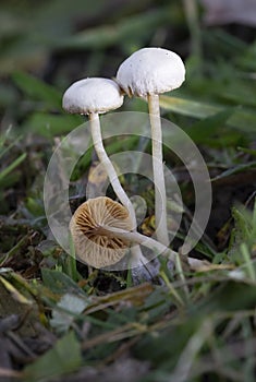 Tubaria furfuracea, commonly known as the scurfy twiglet, is a common species of agaric fungus