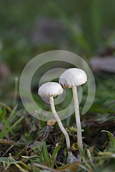 Tubaria furfuracea, commonly known as the scurfy twiglet, is a common species of agaric fungus