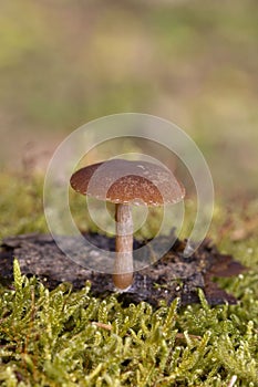 Tubaria furfuracea, commonly known as the scurfy twiglet, is a common species of agaric fungus