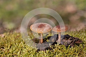 Tubaria furfuracea, commonly known as the scurfy twiglet, is a common species of agaric fungus