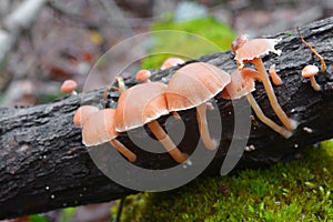 Tubaria pellucida mushroom photo