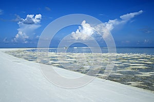 Tubataha reefs sandbank seascape philippines