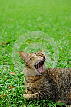 Tubby cat sit on green grass floor photo