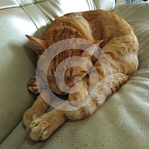 tubby cat sleeps in strange posture photo