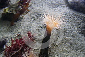 Tube anemone anchored in sand