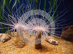 Tube anemone, Cerianthus membranaceus