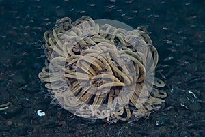 Tube Anemone - Cerianthus sp.
