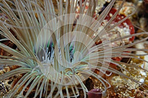 Tube anemone front view