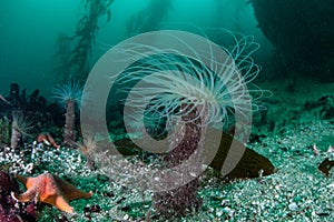 Tube Anemone on Seafloor of Kelp Forest