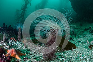 Tube Anemone on Seafloor of Kelp Forest photo