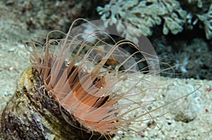 Tube anemone side view