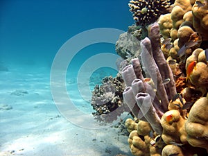 Tube Coral