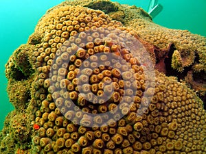 Tube Coral photo