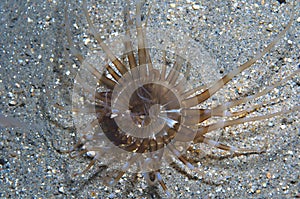 Tube Dwelling Anemone