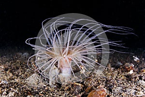 Tube-dwelling Anemone