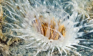 Tube Dwelling Anemone