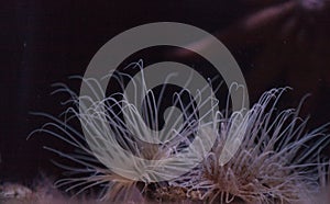 Tube dwelling anemone, Pachycerianthus fimbriatus