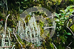 Tube lichen Cladonia fimbriata on the green