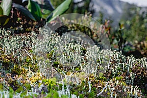 Tube lichen Cladonia fimbriata on the green