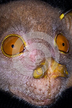 Tube-nosed bat,closeup