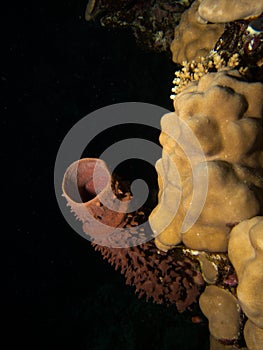 Tube soft coral callyspongia