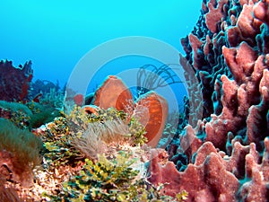 Tube Sponge photo