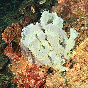 Tube sponge