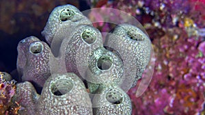 Tube Sponge, Bunaken National Marine Park, Indonesia