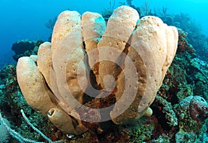 Tube sponge coral