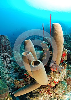 Tube sponges and coral reef photo