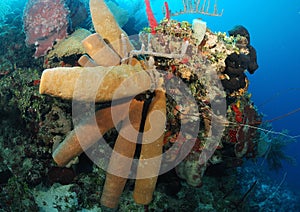 Tube sponges in coral reef photo