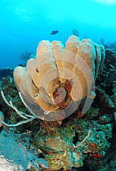Tube sponges on coral reef photo